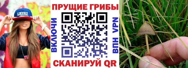 Псилоцибиновые грибы Psilocybe  Купить где  Покровск 